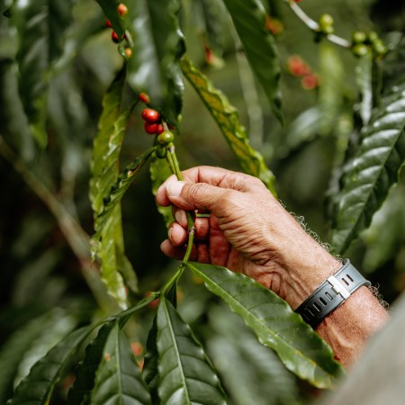 Kombo - Coiba – Bild 3