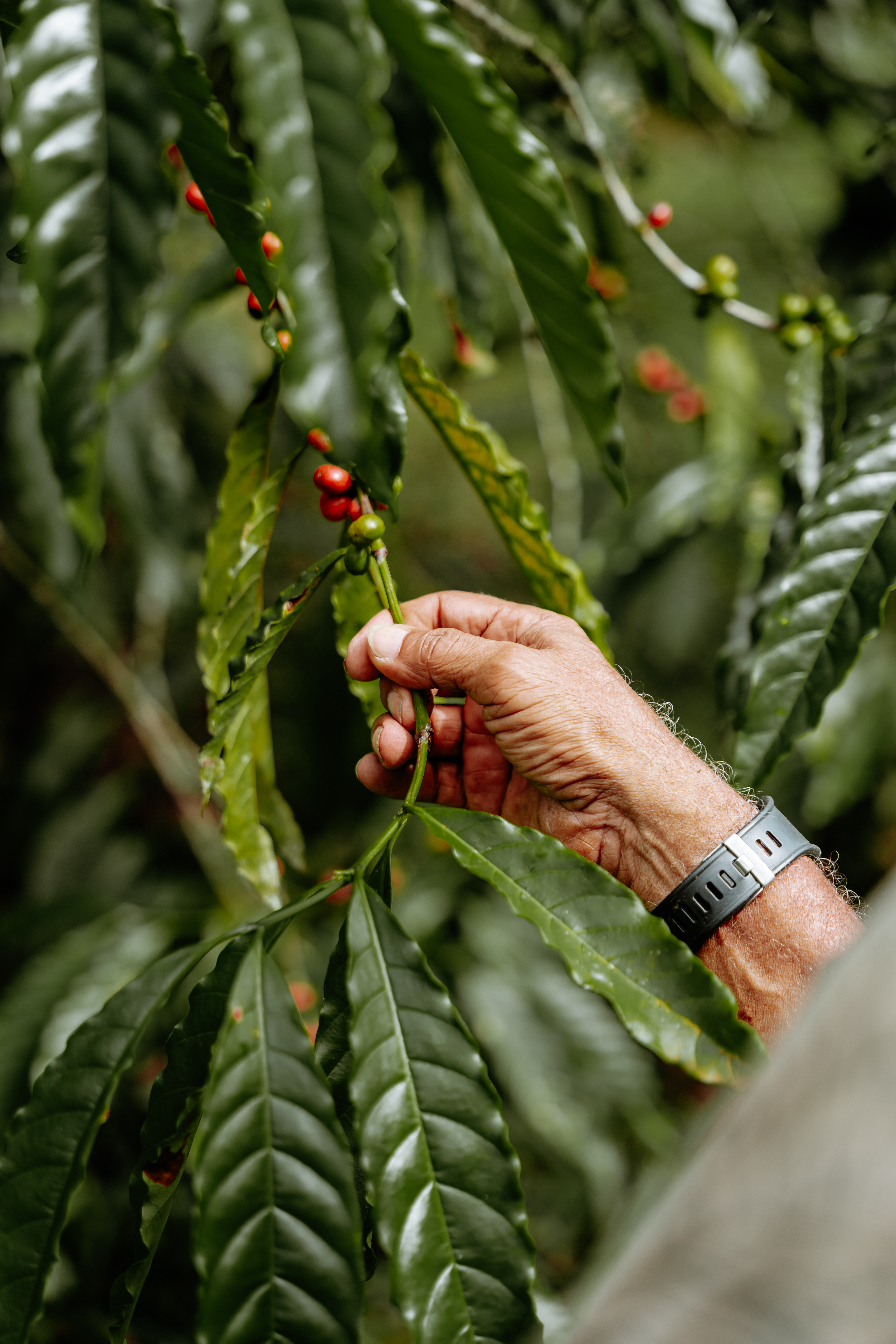 Kombo - Coiba – Bild 3